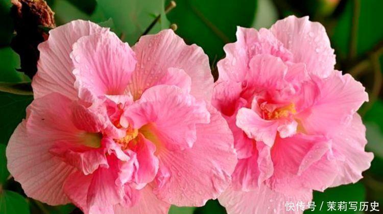 吊壶|适合家里养护的花卉,净化空气没异味,漂亮又好养