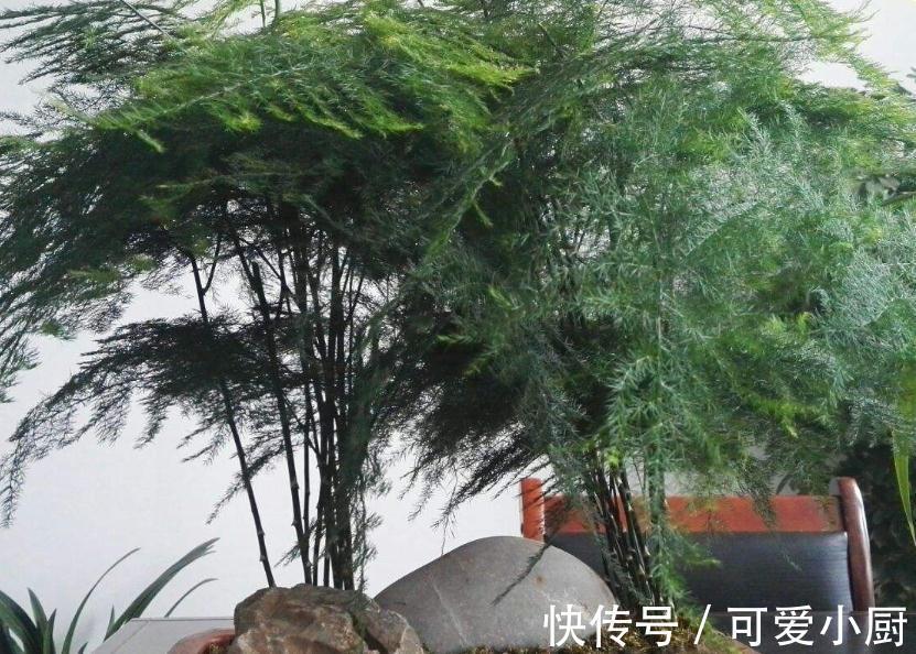 文竹长得太难看,教你5招小技巧,让株型变丰满,观赏性高