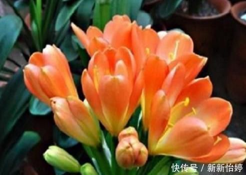 君子兰养半年没变化,爷爷只用一勺“它”,像打了鸡血般开花爆盆