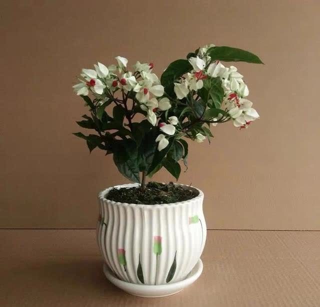 这花真奇特,开花似瑞龙吐珠,家里养几盆,典雅又大方