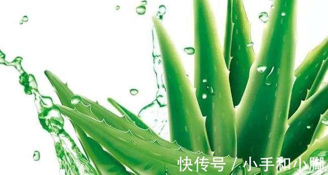 9种“健康花”,能吃能泡茶,客厅养一盆,清洁空气,吉利大气