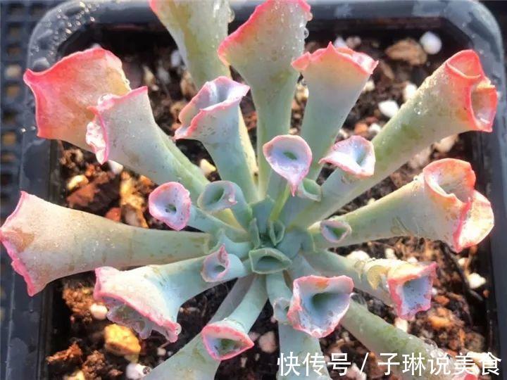 今年最火的奇葩多肉，价格这么贵，还有人抢着买！