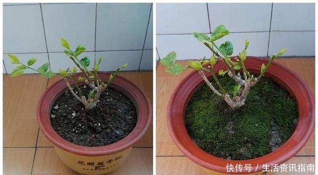茉莉修剪小技巧,学会这3招,新芽冒不停!