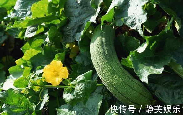 苦瓜苦瓜|脸上有斑不要慌,常吃三种食物,美容养颜,淡化色斑,排毒瘦身