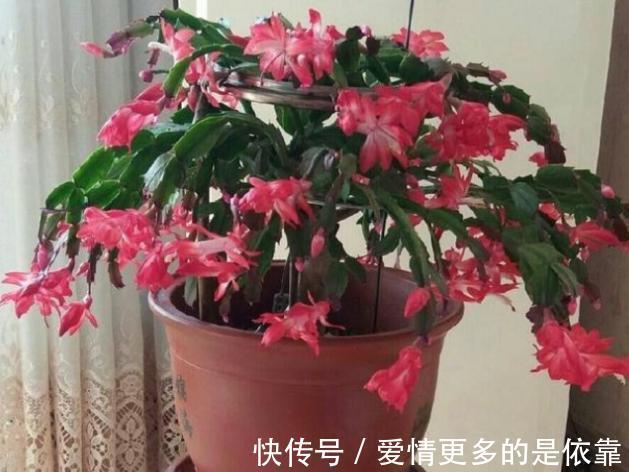 如何保障养花土的安全性学会这3妙招,不花钱就能杀菌消毒