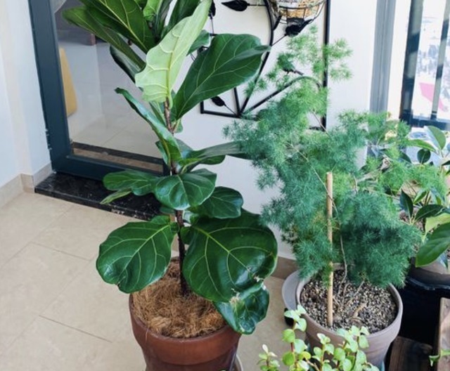 植株|净化空气的“2种花”,春节养“2盆”,40天后株型美,绿油油!