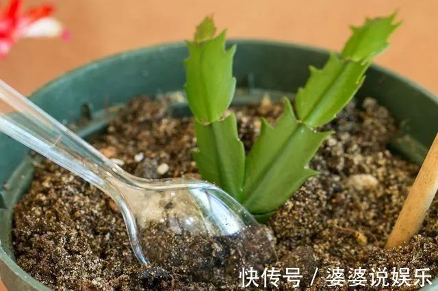 蟹爪兰简单扦插出几十盆,今后随便养,烂掉几棵也有底气