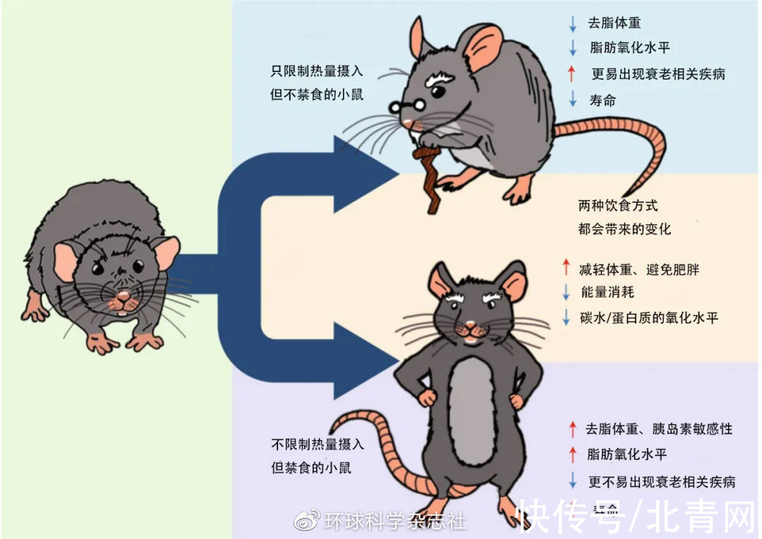 健康长寿|“暴饮暴食”也能健康长寿？关键在于吃几顿