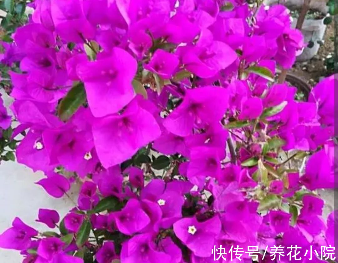 植株|6种漂亮花，家里养一盆，四季都能开花