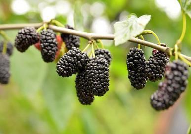 肝脏|不想“肝炎”变“肝癌”4大肝病“克星”,把肝脏“洗干净”