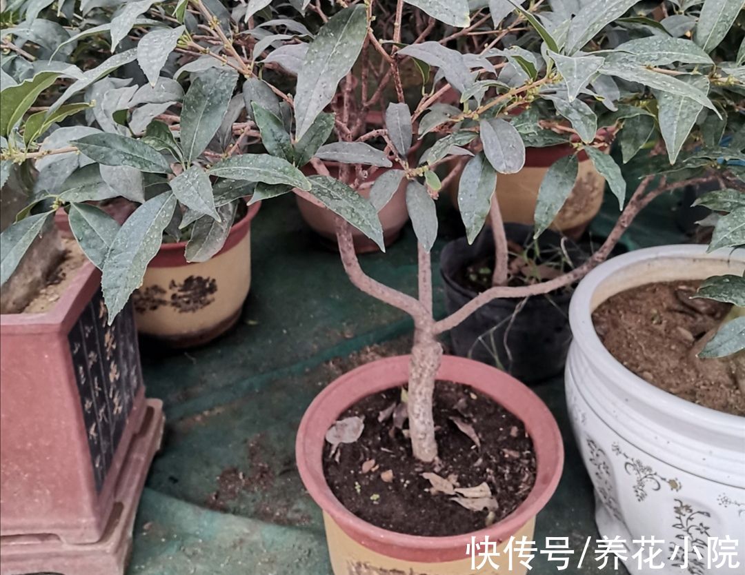 家庭养花，4种花土别乱用，否则啥花都养不好