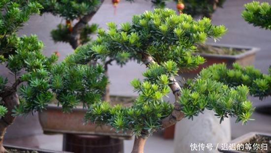 教你如何制作罗汉松盆景!