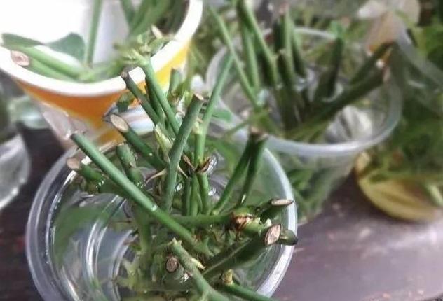 “不起眼”的东西垫盆底，营养土都省了，不再有烂根困扰！