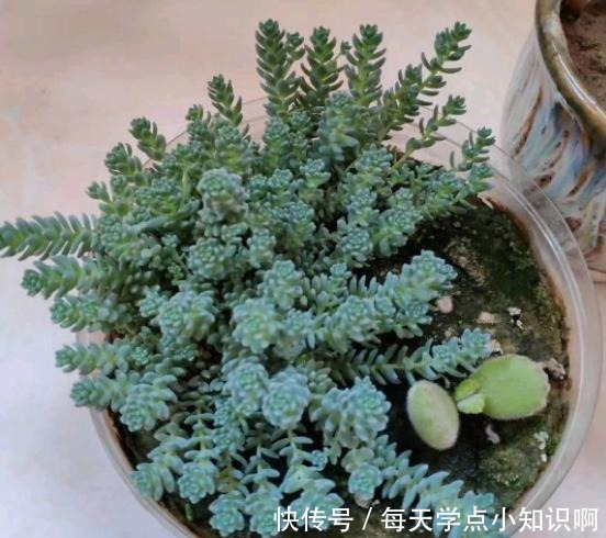 去年12月入手的姬星美人,养了2个月,就徒成这样,该怎么办!