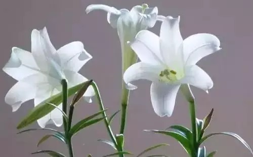 瑞香花|全国56市市花,太美了