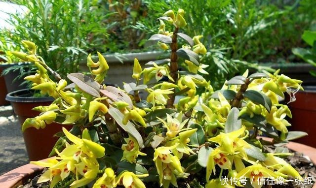 被称为“九大仙草”之首,浑身都是宝,营养价值高,优雅不输兰花!