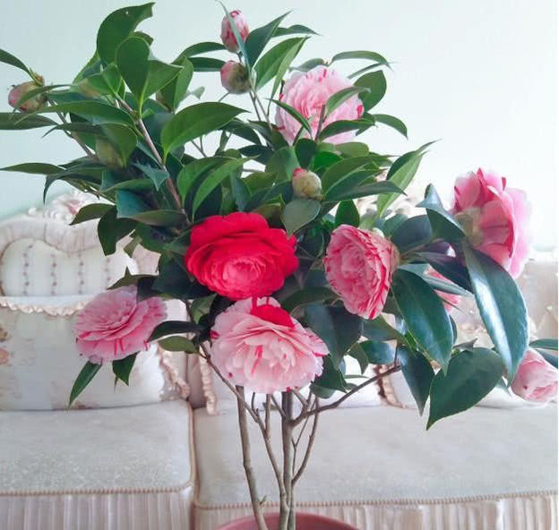 茶花养不好学会几招，不黄叶不落蕾，年年开花不断，花如拳头大