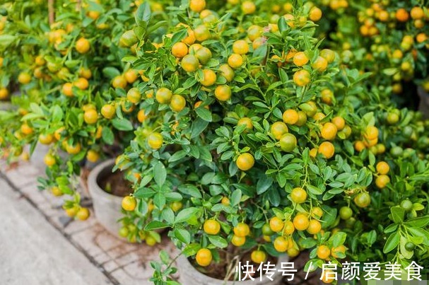 此花被称为“转运珠”,寓意收获和招财,可以让家人更加发财旺运