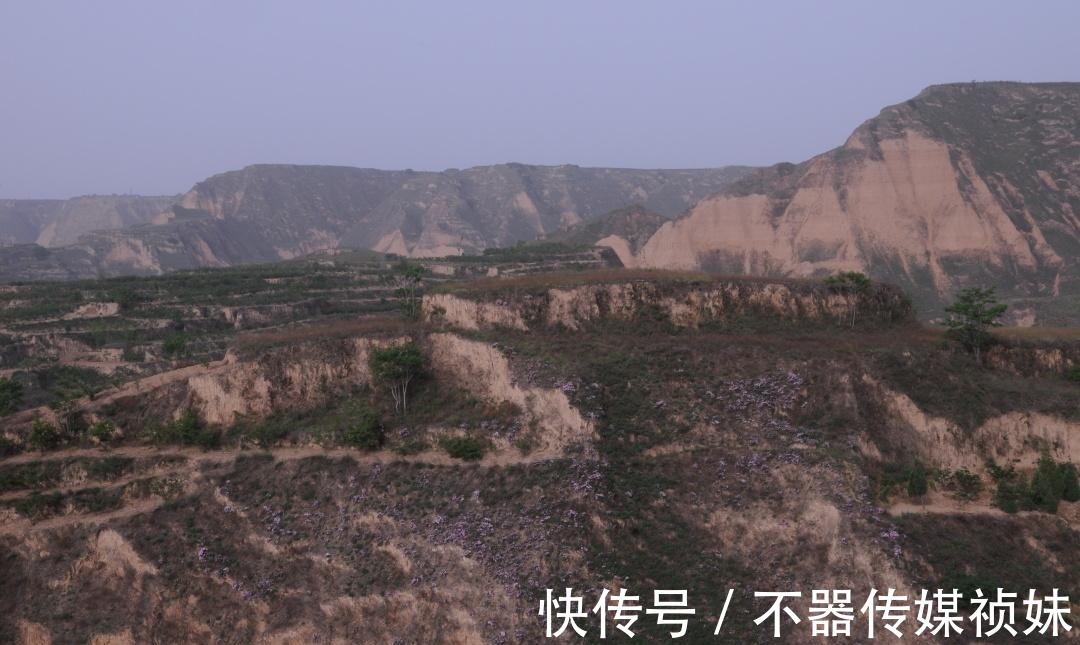 湿地|探索黄河岸边不知名土山，坡上开满奇怪的花朵，路边横着清代墓碑