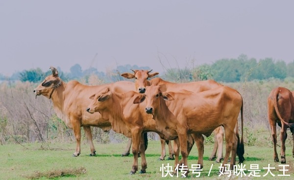 牛人|1985年属牛人的后半辈子，注定“牛牛牛”！家里属牛的要珍惜！