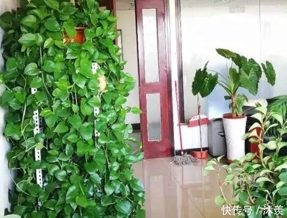 7天浇1个鸡蛋!花像打了激素疯长