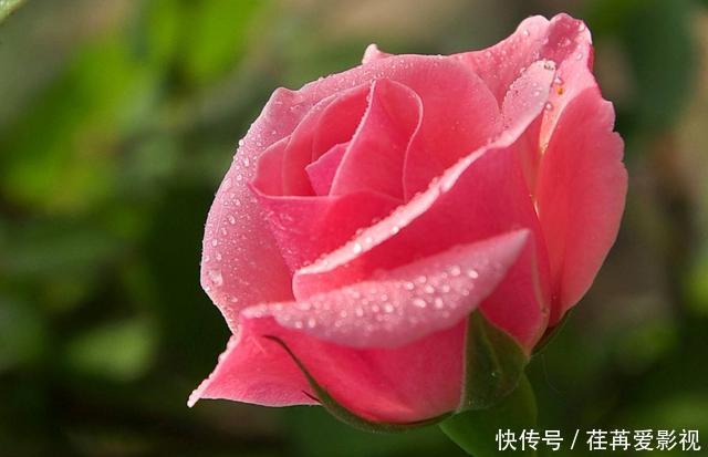 存活率|在屋顶养月季,要注意几点,存活率高开花多