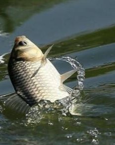 冬季钓轻口鱼出口不干脆,学会这样调钓,漂相漂亮中鱼率又高