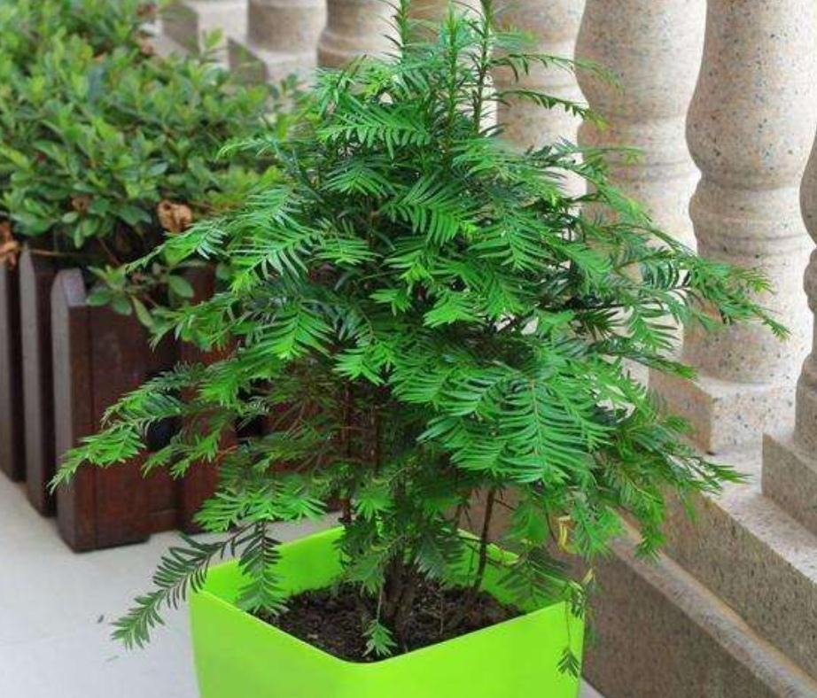 家庭盆栽红豆杉,多小心这5个细节,红果绿叶喜庆又别致
