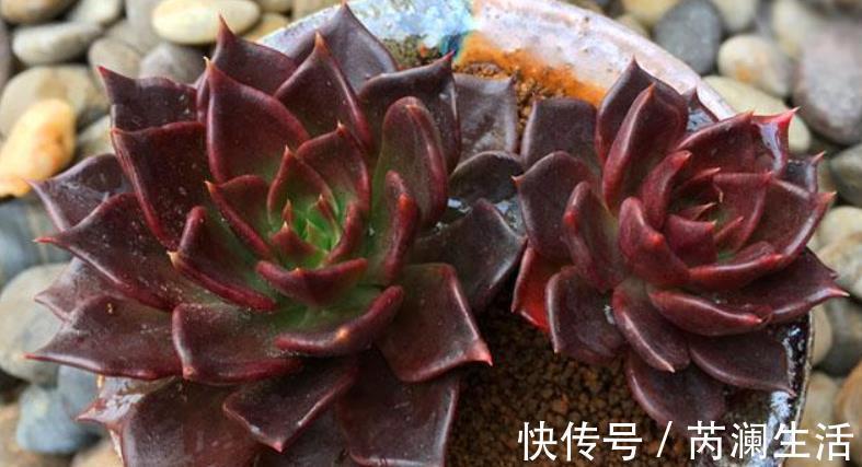 刚开始接触多肉选这“6种”,皮实耐养不易死,养出状态也很美!