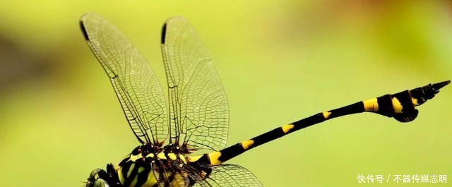 蜻蜓不足1克重飞了6400公里,横穿印度洋,打破生命极限值