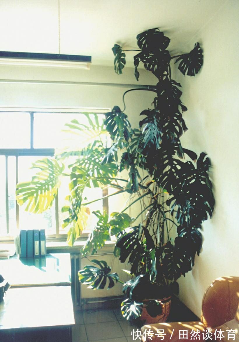 龟背竹|客厅摆放的4种绿植,不仅四季常青,还高贵典雅,品位不俗