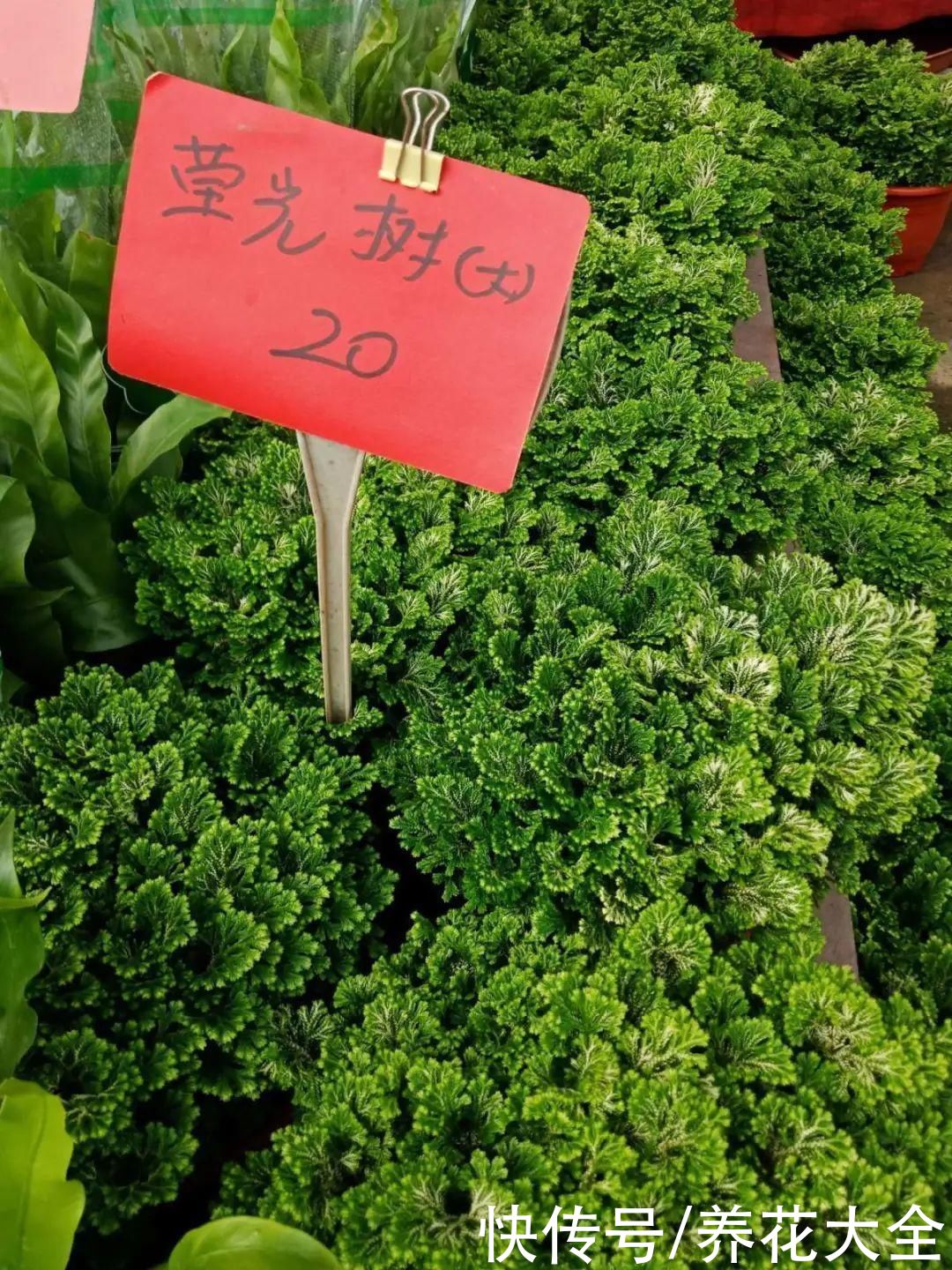 山上遇到“还魂”草，千万不要挖，养不活还破坏环境