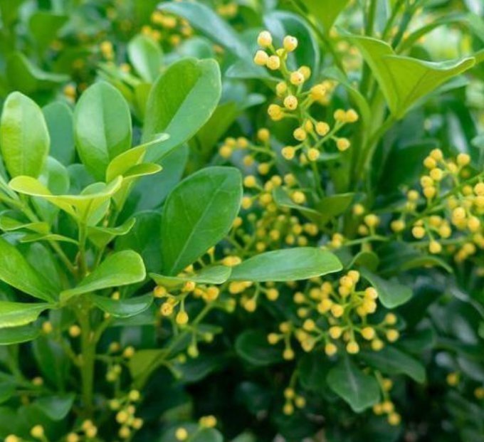 阳台上|3种花喜欢晒太阳，越晒长越旺，只见花朵不见叶，拦都拦不住！