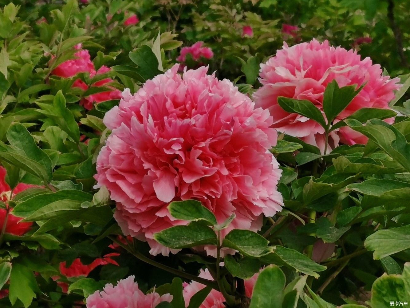 花开时节动京城，唯有牡丹真国色