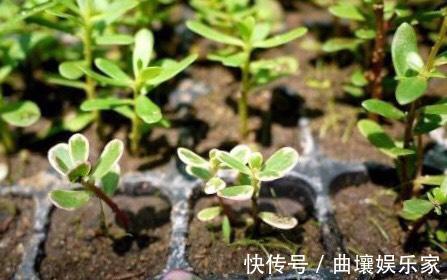 太阳花怎么扦插教你“1招”,7天生根,10天开花,秋季扦插刚好