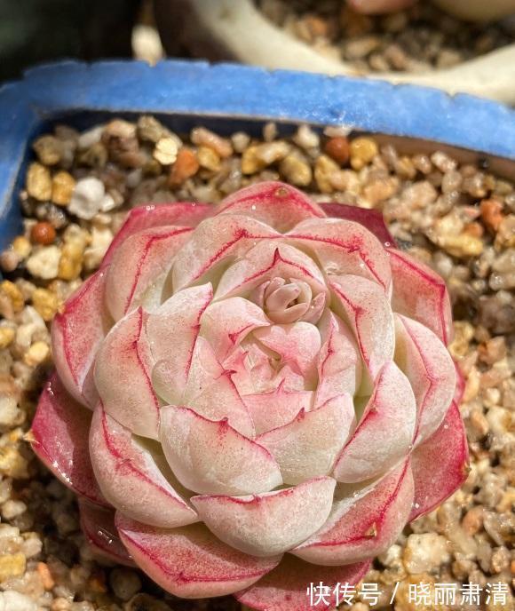 买多肉不要挑颜色,养护过程最重要,表面红彤彤,实际白菜色