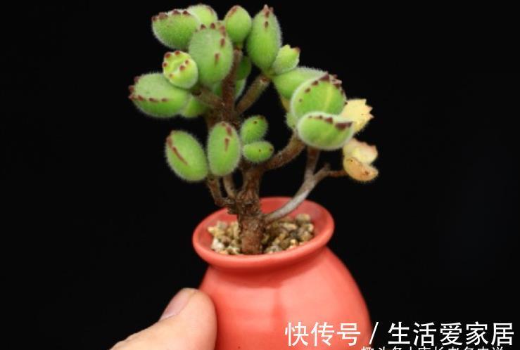 事儿|用超级拇指盆来养多肉?完全可以,只要你愿意,这都不是事儿