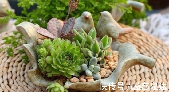 蟹爪兰|卧室养花有讲究，6种适合摆在卧室的花草，晚上不争氧气！