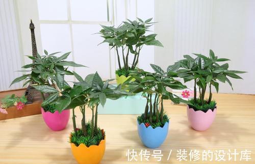 叶片|4种漂亮花,适合“穷养”,用小盆多晒晒,长得更好看