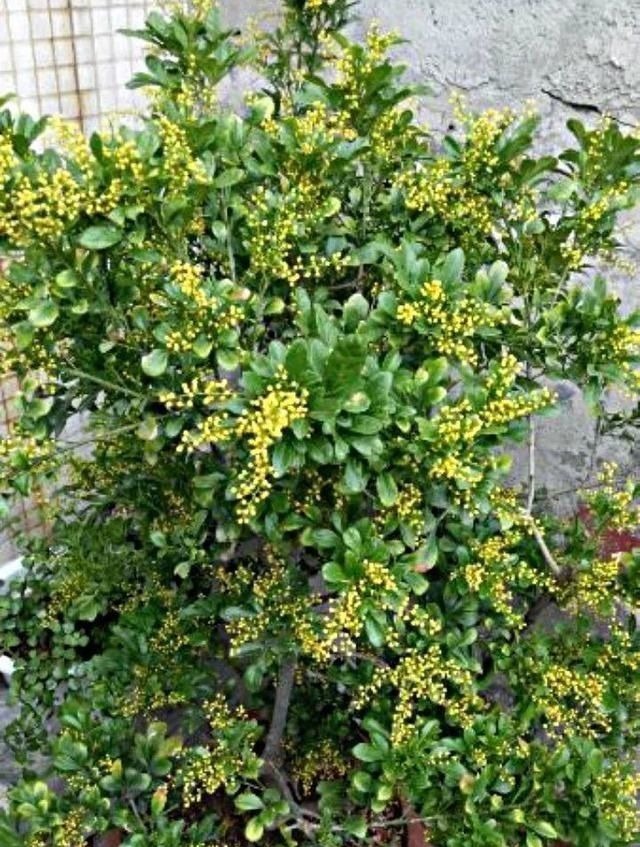 3种花，在北方很多人都“养不活”，可以说养1盆死1盆