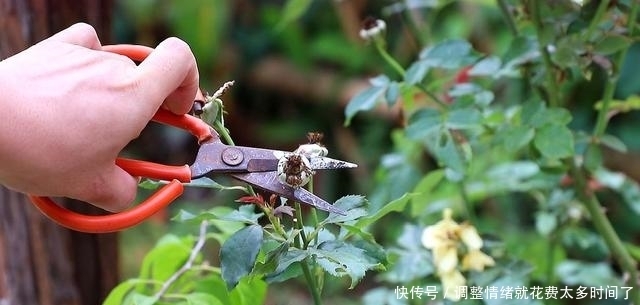 漂亮|4种漂亮花,开完花剪一波,旁边冒侧芽,下一茬花更多