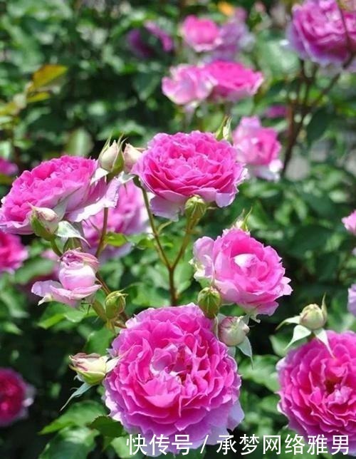 开爆|爱你的小花匠,七夕前,养好了20种月季花,随便1种都已开爆盆