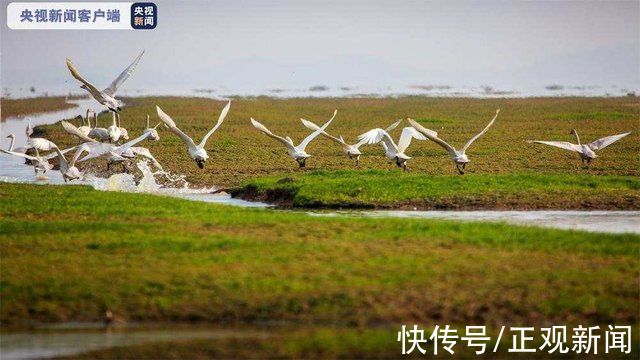 鄱阳湖|大批小天鹅抵达鄱阳湖，湿地化身“天鹅湖”