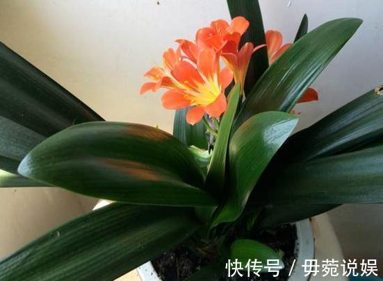 蟹爪兰不开花就关“小黑屋”，而君子兰不开花却得做好这些！