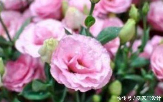 4种“开花小能手”,花朵硕大、花期长,美不胜收,你养了吗