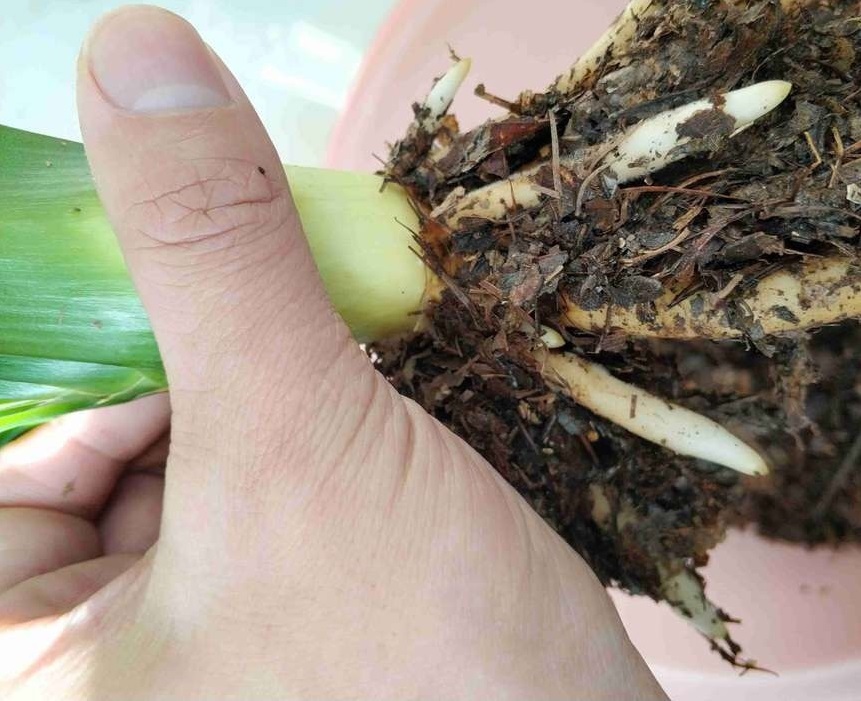 君子兰是个“肥罐子”,30天喂上10粒“肥”,新叶蹭蹭冒!