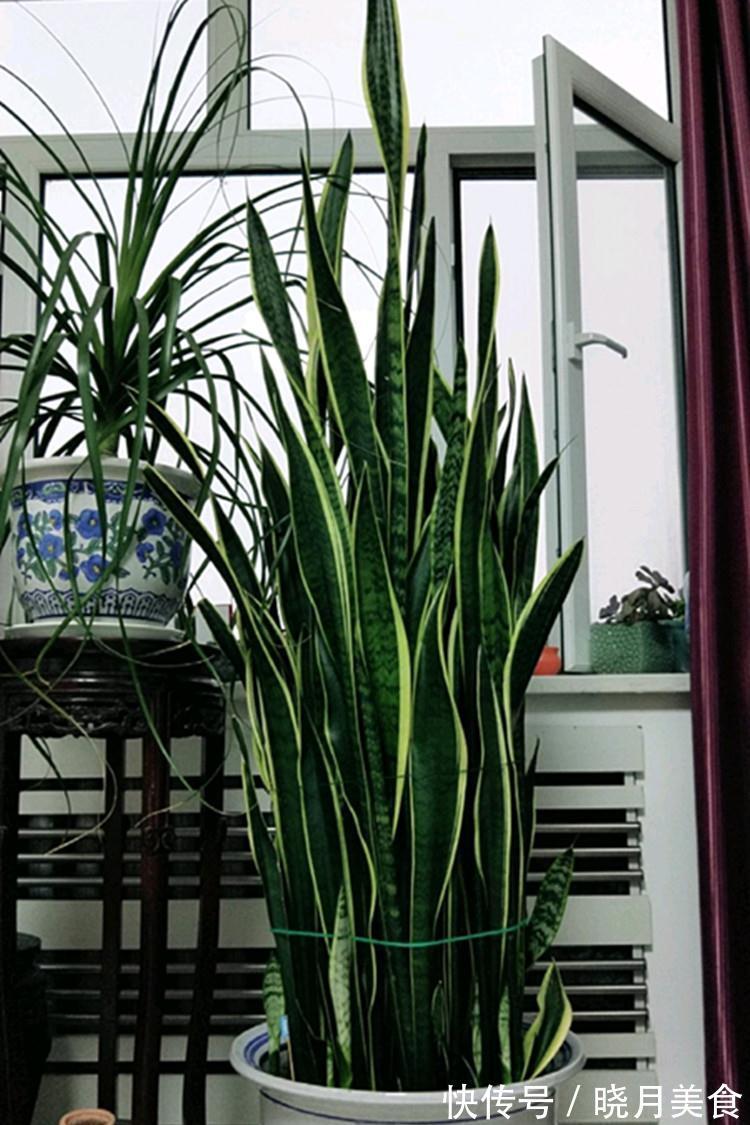 7种大型花,建议在客厅养一盆,吸废气制氧气,还有旺家的好寓意