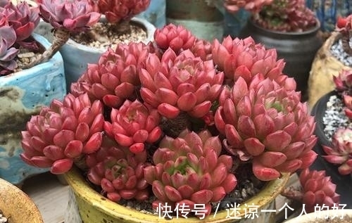 颜值超高的红宝石多肉,生长快易爆盆,更容易逆袭,花瓣重重叠叠