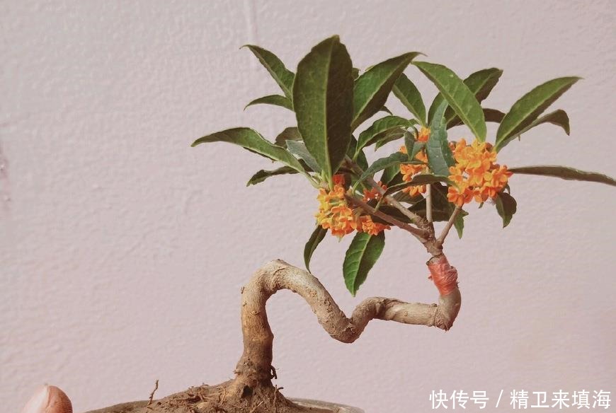 扦插|家养桂花出“贵子”,教你用“1根”枝条,30天养成桂花盆栽!