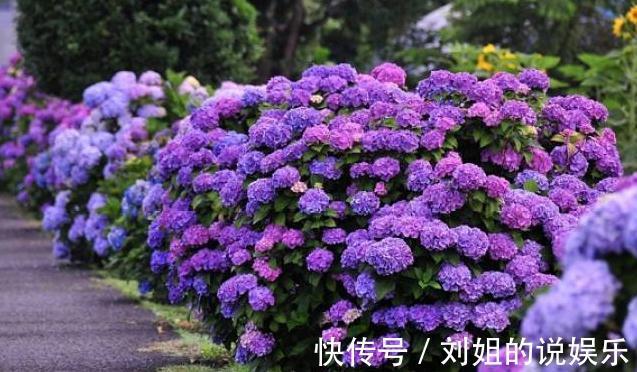 如果你对绣球花情有独钟，那你得看看这些养护秘籍